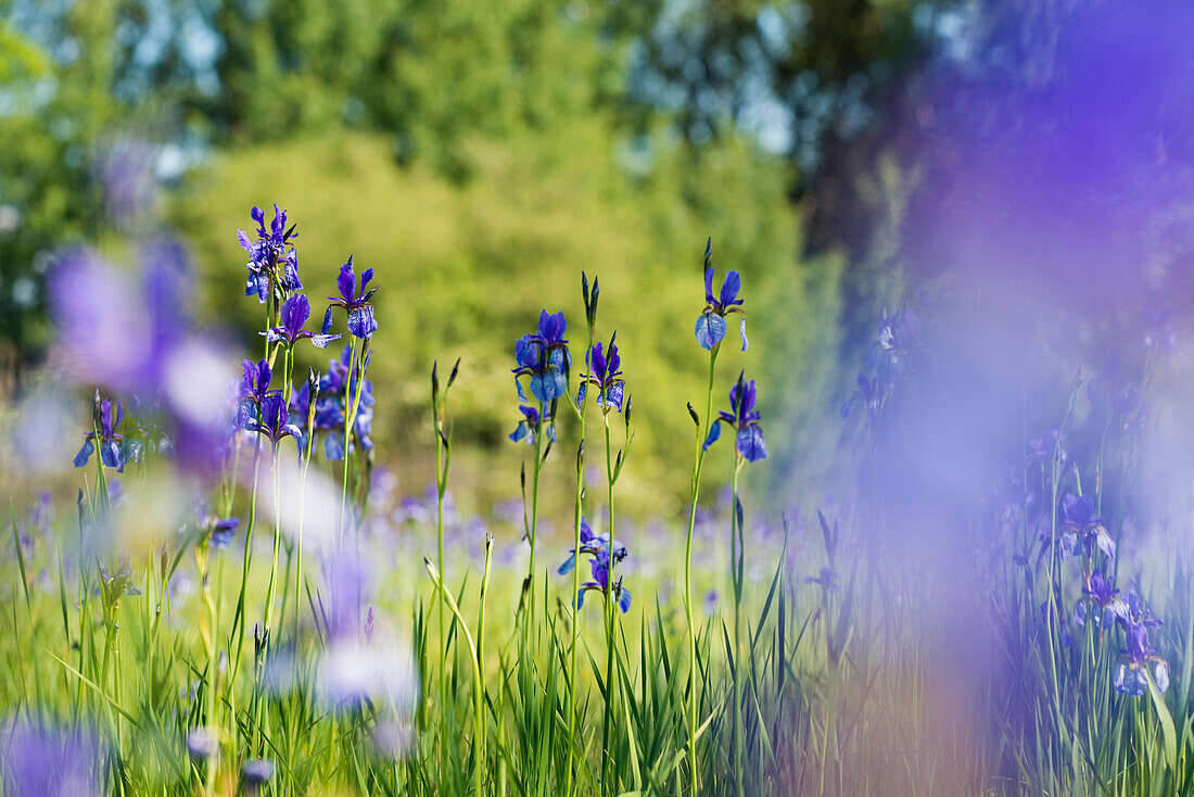 Sibirische Schwertlilien (Iris sibirica) in Blüte, Eriskircher Ried, Eriskirch, Bodensee, Baden-Württemberg, Deutschland