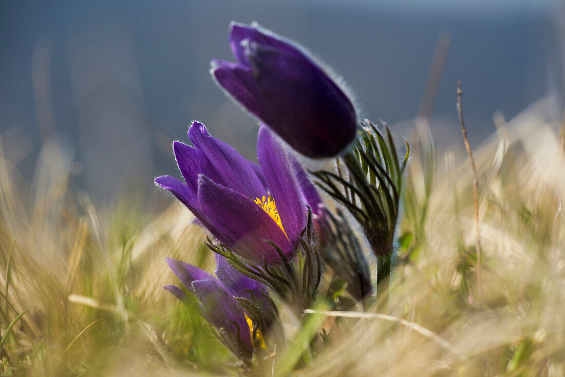 Pasque flower (Pulsatilla vulgaris), Nature Reserve Badberg, Kaiserstuhl, Baden-Württemberg, Germany