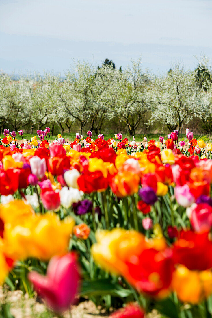 Tulip field and flowering fruit trees, at Ballrechten-Dottingen, Markgräfler Land, Black Forest, Baden-Württemberg, Germany