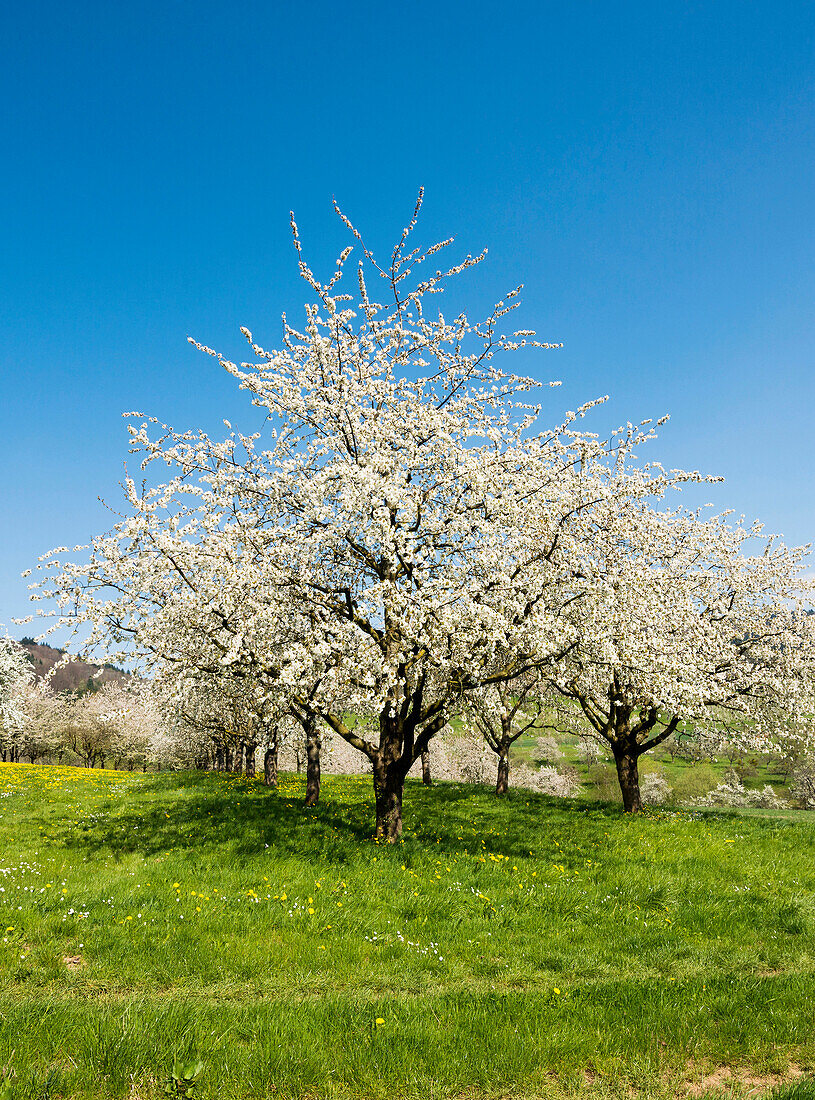 cherry blossom, Obereggenen, Markgräflerland, Black Forest, Baden-Württemberg, Germany