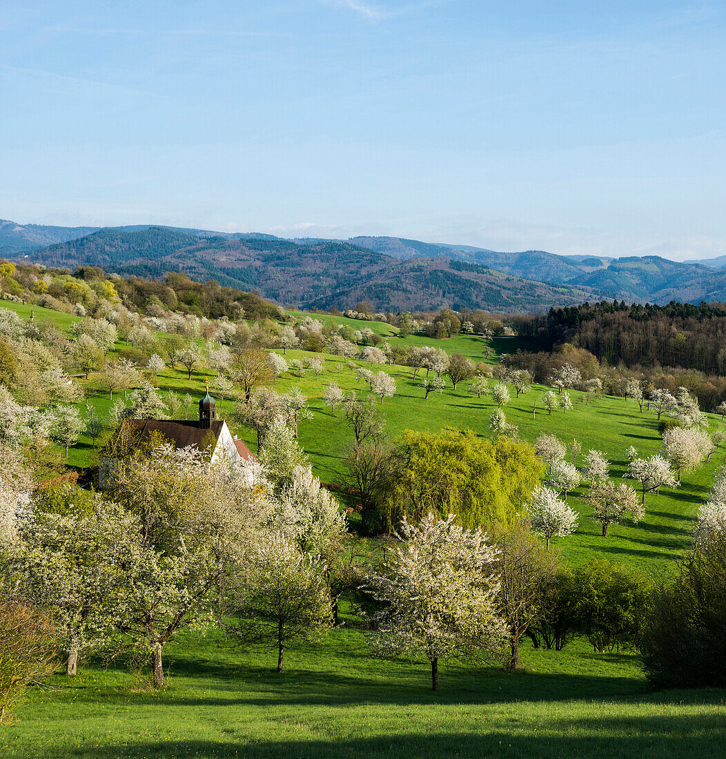 Flowering fruit trees and Berghauser Kapelle, chapel, Schönberg, Freiburg, Black Forest, Baden-Württemberg, Germany