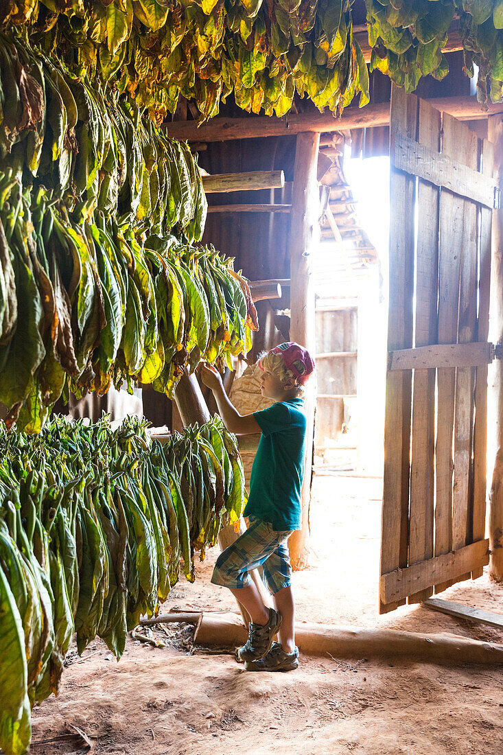 Junge in Lagerhaus, hier werden die Tabakblätter getrocknet, beste Tabakregion der Welt, Tabakfelder in Vinales, Zigarren, Naturverbundenheit, Familienreise nach Kuba, Auszeit, Elternzeit, Urlaub, Abenteuer, Parque National Vinales, MR, Pinar del Rio, Rep