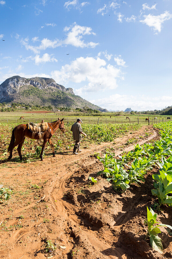 tobacco farmer in Vinales on his field with horse, best tobacco growing region in the world, countryside, beautiful nature, family travel to Cuba, parental leave, holiday, time-out, adventure, National Park Vinales, Vinales, Pinar del Rio, Cuba, Caribbean