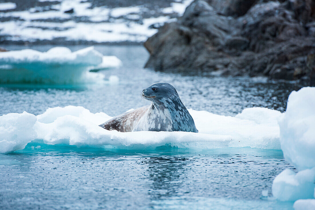 A Weddell seal (Leptonychotes weddellii) rests on an ice floe, Gourdin Island, Antarctica