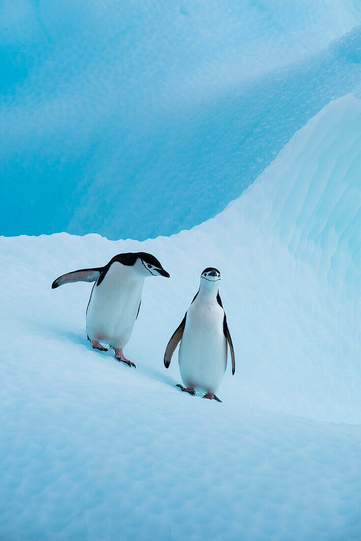 Two chinstrap penguins (Pygoscelis antarctica) next to each other on an iceberg, near Penguin Island, Antarctica