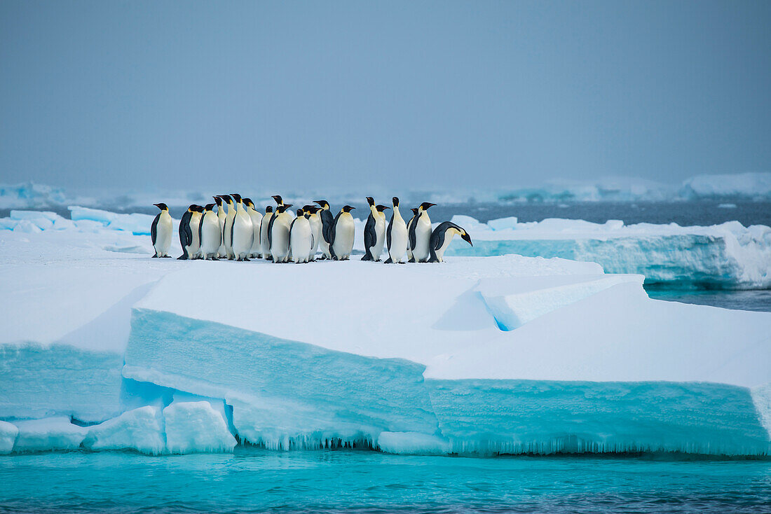 Eine Gruppe Kaiserpinguine (Aptenodytes patagonicus) findet Sicherheit auf einer Eisfläche, Rossmeer, Antarktis