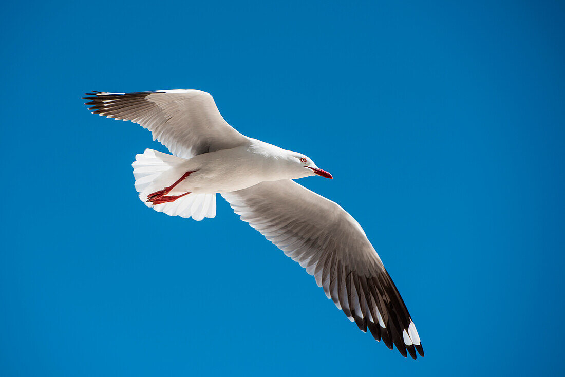 Eine Silbermöwe (Chroicocephalus Novaehollandiae) fliegt vor blauem Himmel, Ile des Pins, Neukaledonien, Südpazifik