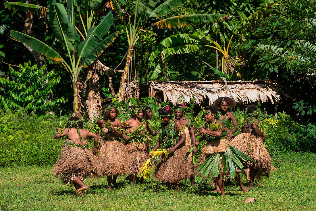 Frauen in traditionellen Kostümen aus Naturprodukten führen einen Tanz in einer grasigen Lichtung umgeben von Bäumen durch, Ureparapara Island, Torba, Vauatu, Südpazifik