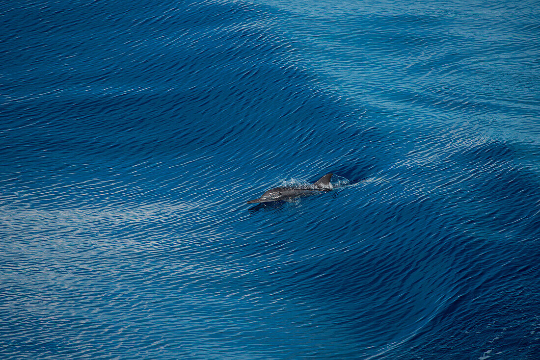 Ein Delphin bricht nur die Oberfläche um zum atmen, zwischen Indonesien und Borneo, Südchinesisches Meer, nahe Indonesien, Asien