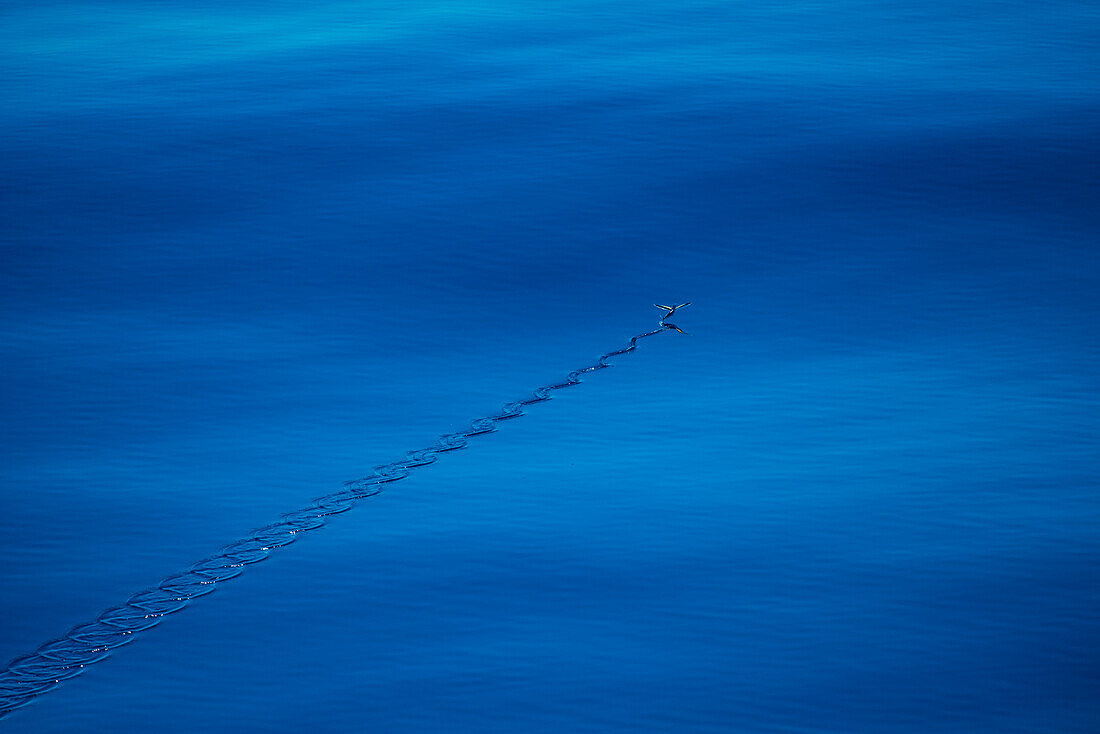 A flying fish glides over deep-blue waters, leaving repeating 'S' forms in the calm surface, between Indonesia and Borneo, South China Sea, near Indonesia, Asia