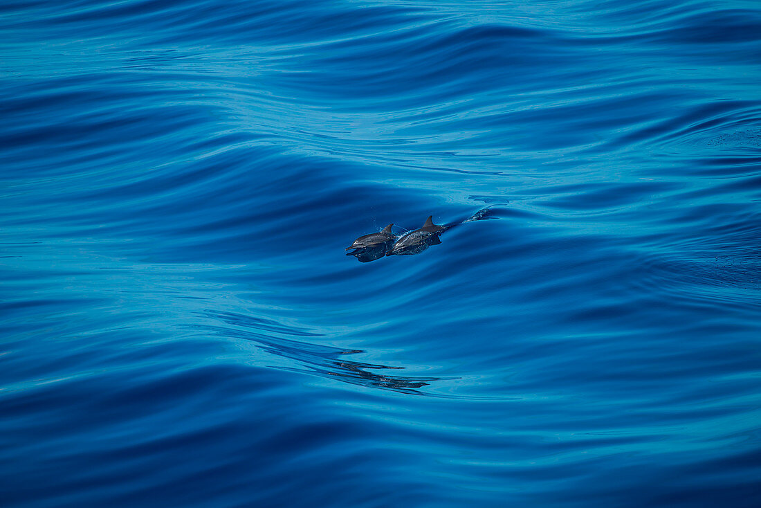 Two dolphins break the surface of a small wave to breathe while escorting expedition cruise ship MS Bremen (Hapag-Lloyd Cruises) cruising from Indonesia to Borneo, South China Sea, near Indonesia, Asia