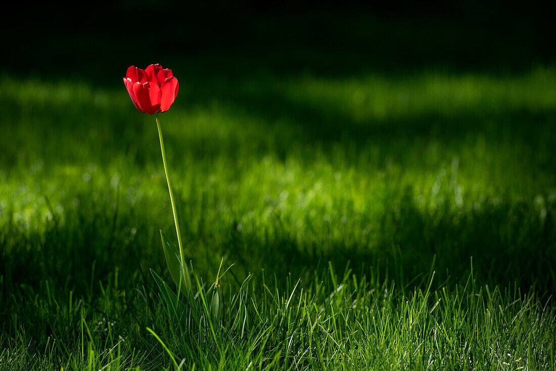 A solitary tulip is illuminated in a field of grass, Yuzhno-Sakhalinsk, Sachalin Island, Russia, Asia