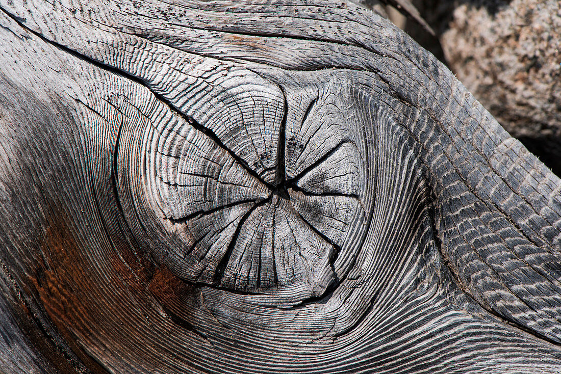 Detail eines Knotens in einem Stück grauem Treibholz, Kap Kekurny, Kamtschatka, Russland, Asien