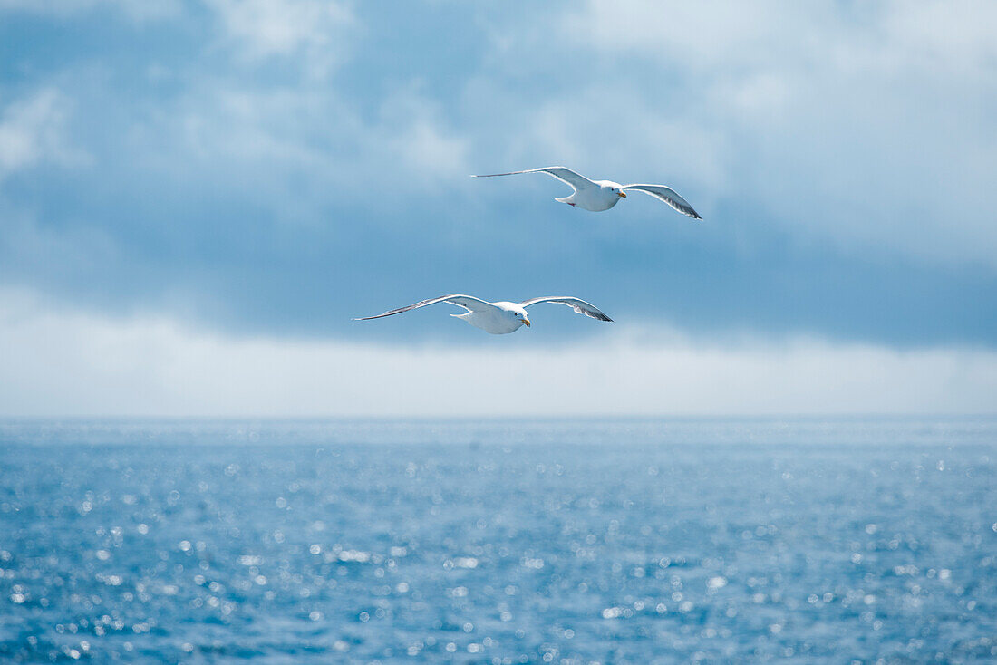 Two Kamchatka seagulls (Larus canus kamtschatschensis) fly close together over the sea, Yankicha Island, Uschischir, Kuril Islands, Sea of Okhotsk, Russia, Asia