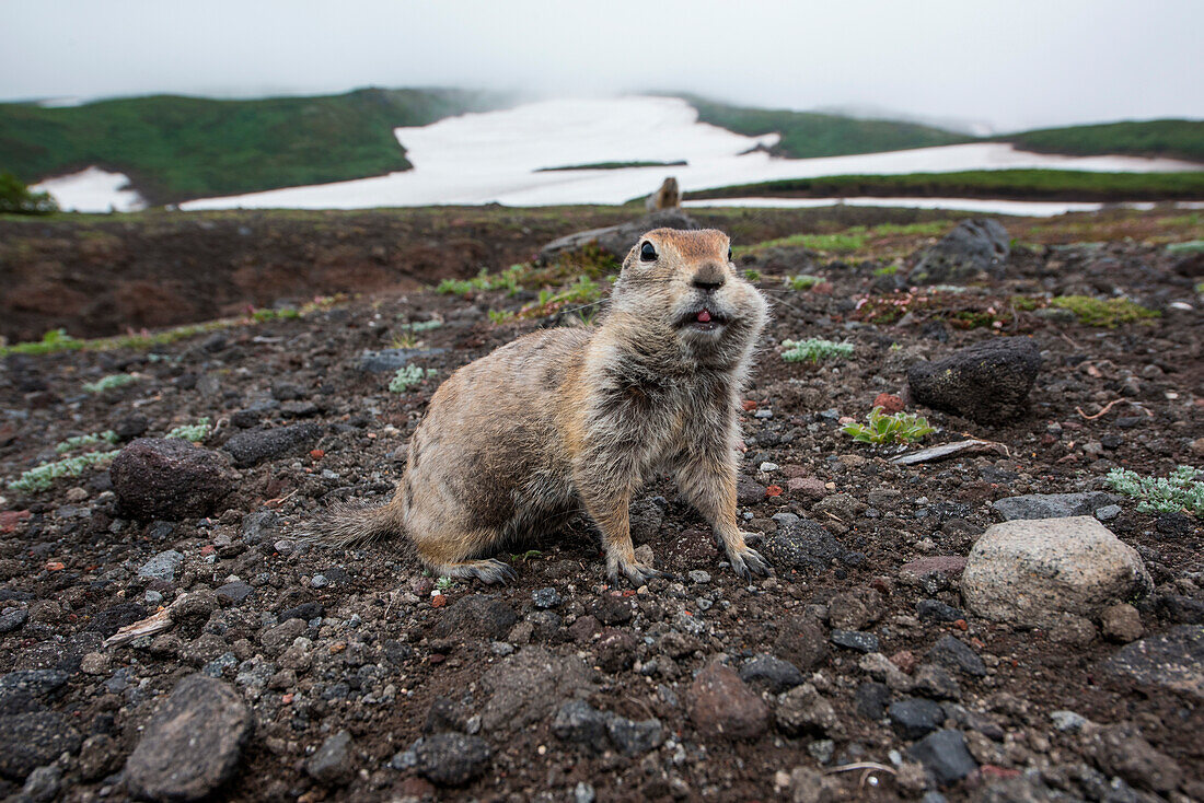 An Arctic ground squirrel (Spermophilus parryii or Urocitellus parryii) fills its cheeks with food before returing to its burrow, near Petropavlovsk-Kamchatsky, Kamchatka, Russia, Asia