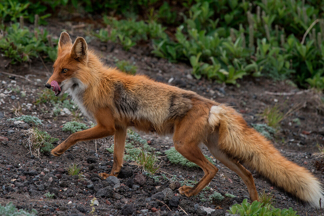 A red fox (Vulpes vulpes) trots through bushes in hopes of pray, near Petropavlovsk-Kamchatsky, Kamchatka, Russia, Asia
