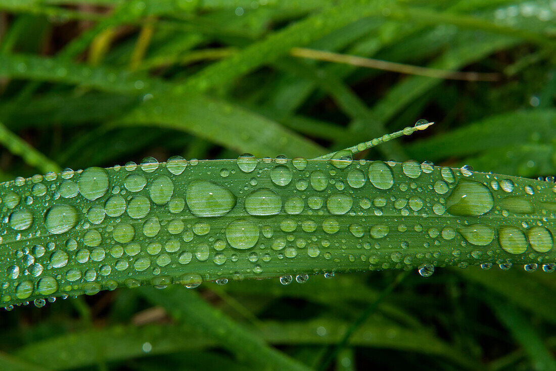Dewdrops cover a blade of grass, Attu Island, Near Islands, Aleutian Islands, Alaska, USA, North America