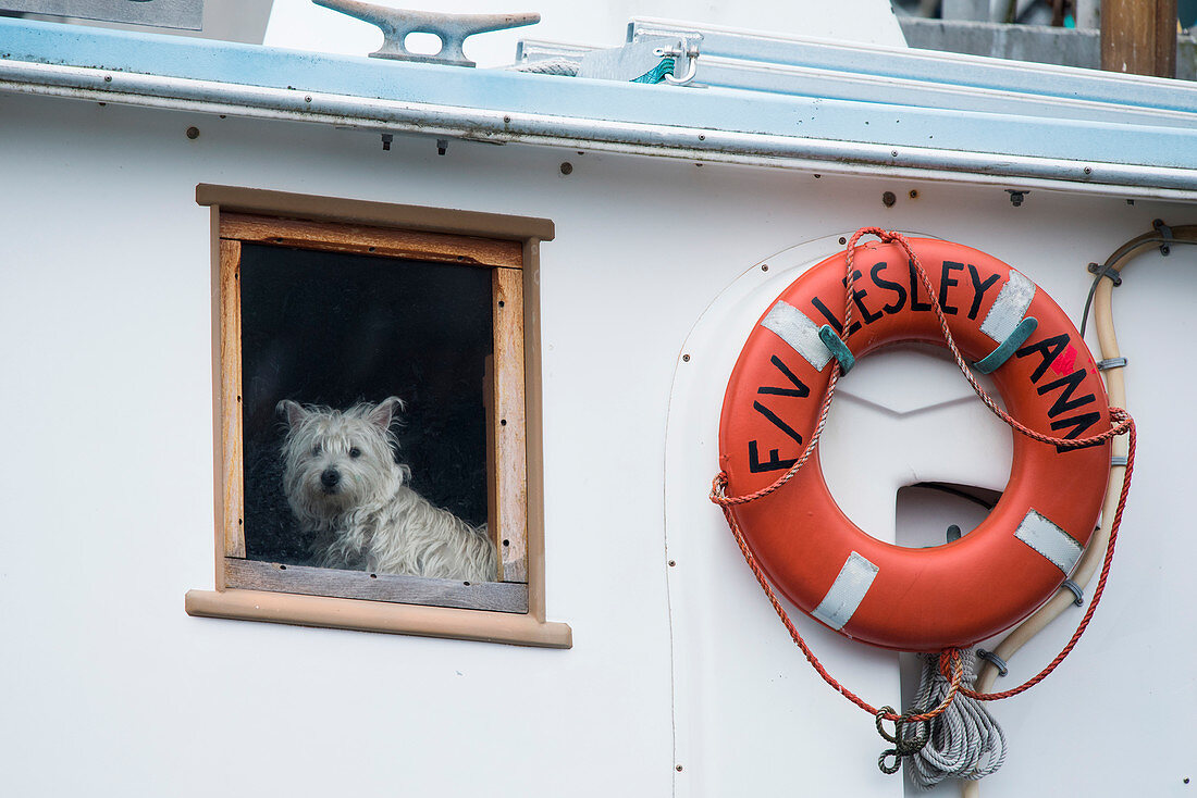 Ein kleiner weißer Hund schaut aus dem Fenster eines Bootes, Petersburg, Mitkof Island, Alaska, USA, Nordamerika