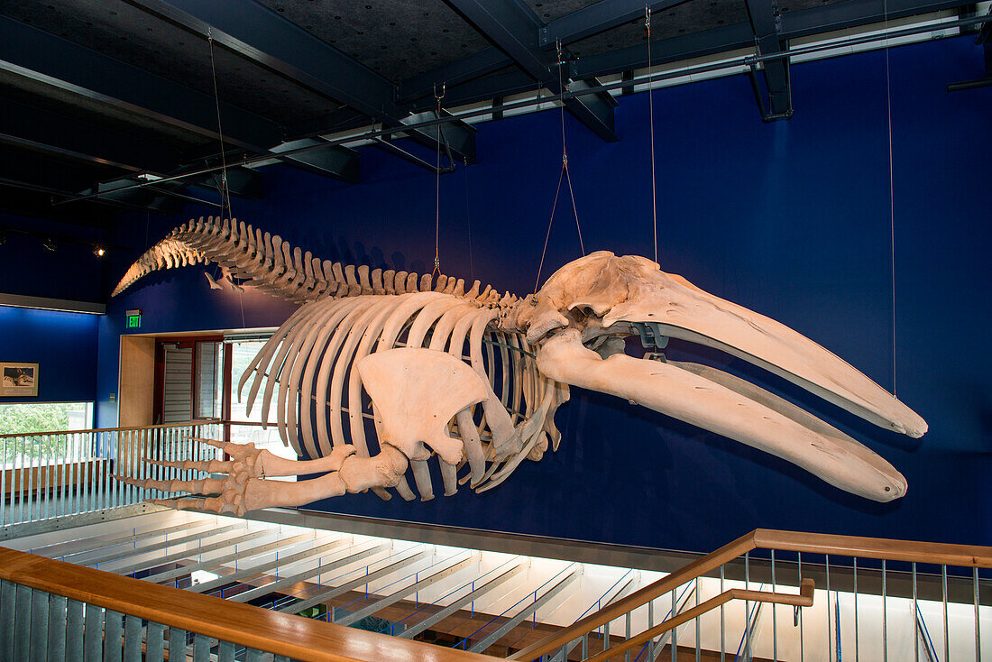 Ein 36 Fuß langes Skelett von einem Grauwal hängt im Kodiak National Wildlife Refuge Besucherzentrum, Kodiak, Kodiak Island, Alaska, USA, Nordamerika