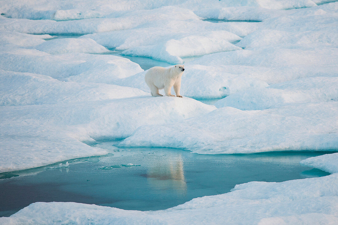 Ein Eisbär (Ursus maritimus) steht auf einem Hügel aus Eis, sein Spiegelbild in einem Pool von blauem Wasser sichtbar, Fury und Hecla Strait, Nunavut, Kanada, Nordamerika