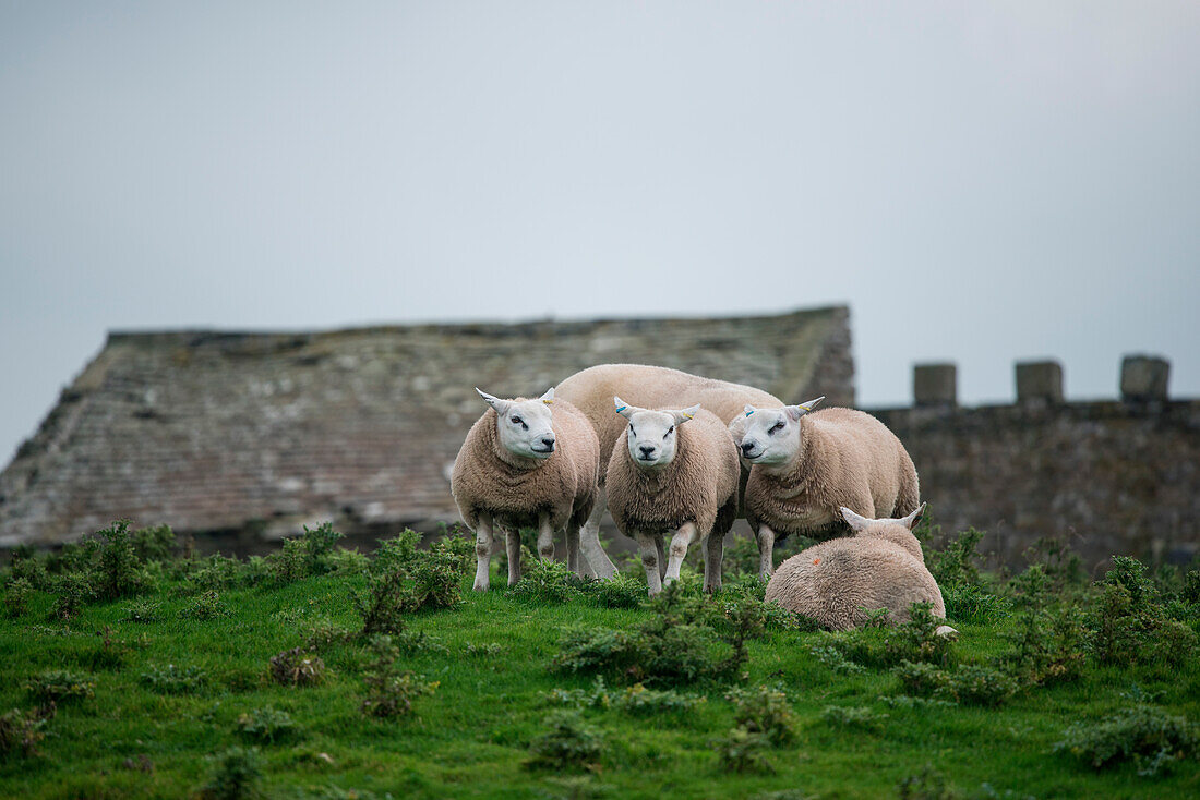 Sheep cluster together on a hill, not far from Scara Brae, West Mainland Island, Orkney Islands, Scotland, Great Britain, United Kingdom
