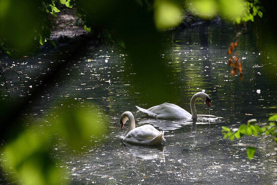 2 Schwäne im Cismigiu-Park, Bukarest, Walachei, Rumänien