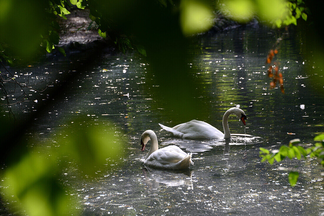 Swans in Cismigiu-Park, Bucharest, Walachei, Romania