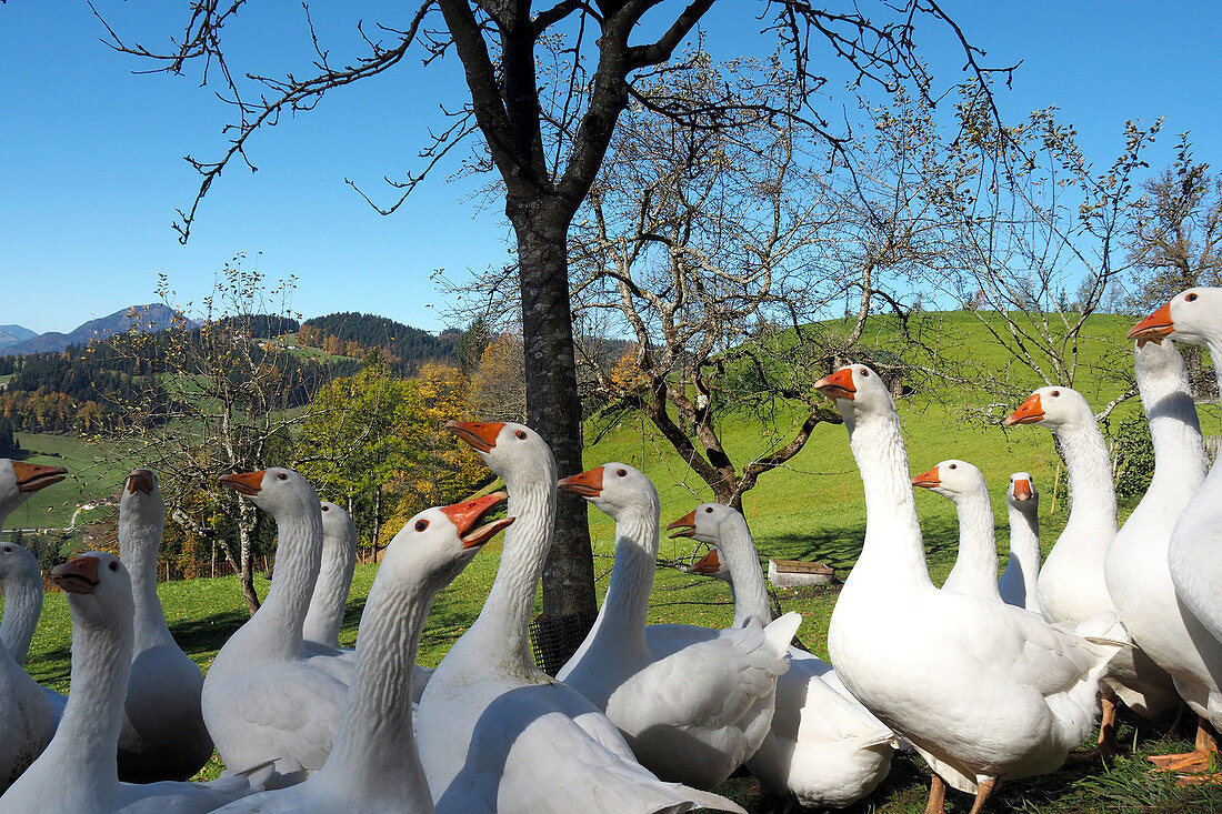 goose over the Inn valley, Kaiserwinkl, Tyrol, Austria