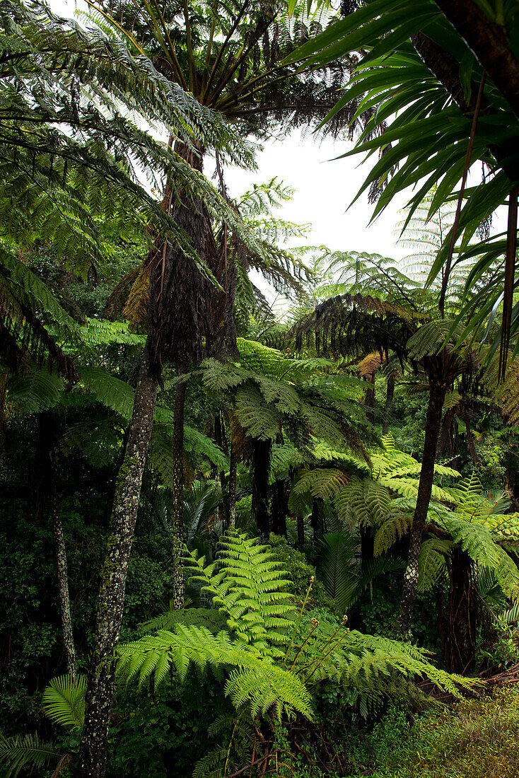Tree fern in Norfolk Island National Park, Australia