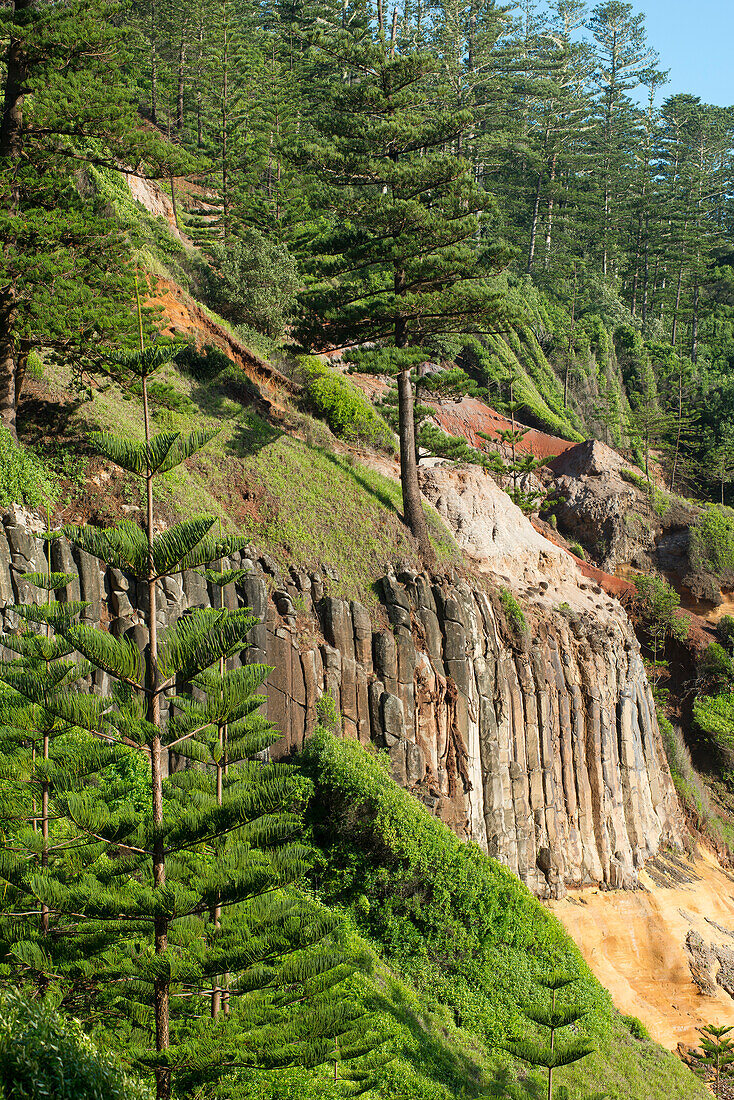 Endemische Norfolk Pines an den Steilhängen über der Anson Bay, Australien