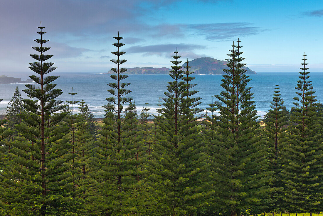 Wiederaufforstung mit endemischen Norfolk Island Pines im Süden der Insel, Australien