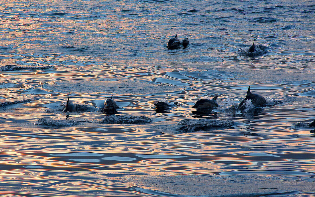 a group of bottle nose dolphins off the south coast of Tasmania, Tasmania, Austalia