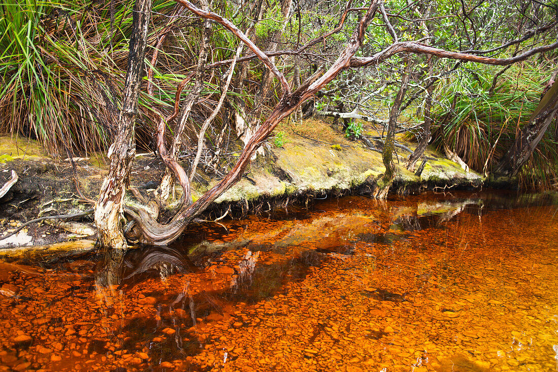 Ein von Gerbsäure gefärbter Bach am Port Davey im Southwest National Park, Tasmanien, Australien