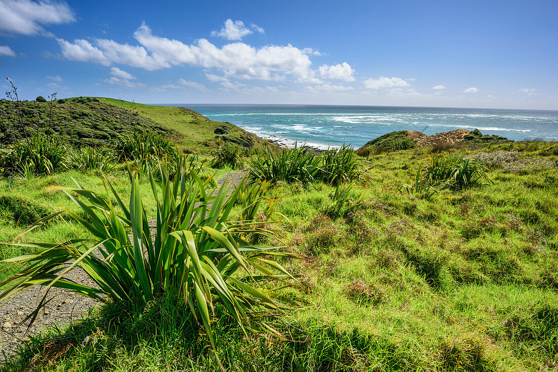 Weg schlängelt sich zur Küste, Waimamaku Coastal Track, Hokianga Harbour, Northland Region, Nordinsel, Neuseeland