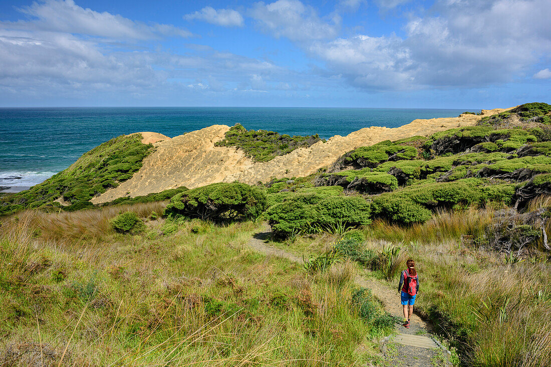 Frau wandert auf Waimamaku Coastal Track zur Küste, Waimamaku Coastal Track, Northland Region, Nordinsel, Neuseeland