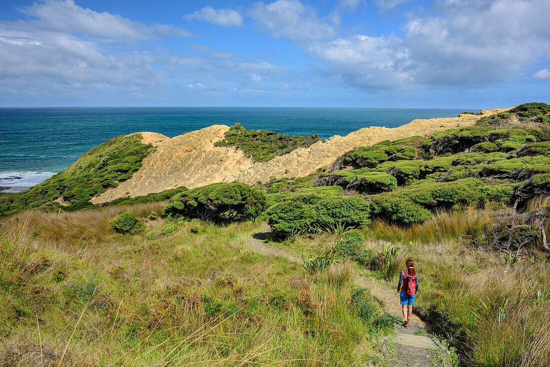 Woman hiking on Waimamaku Coastal Track towards coastline, Waimamaku Coastal Track, Northland Region, North island, New Zealand