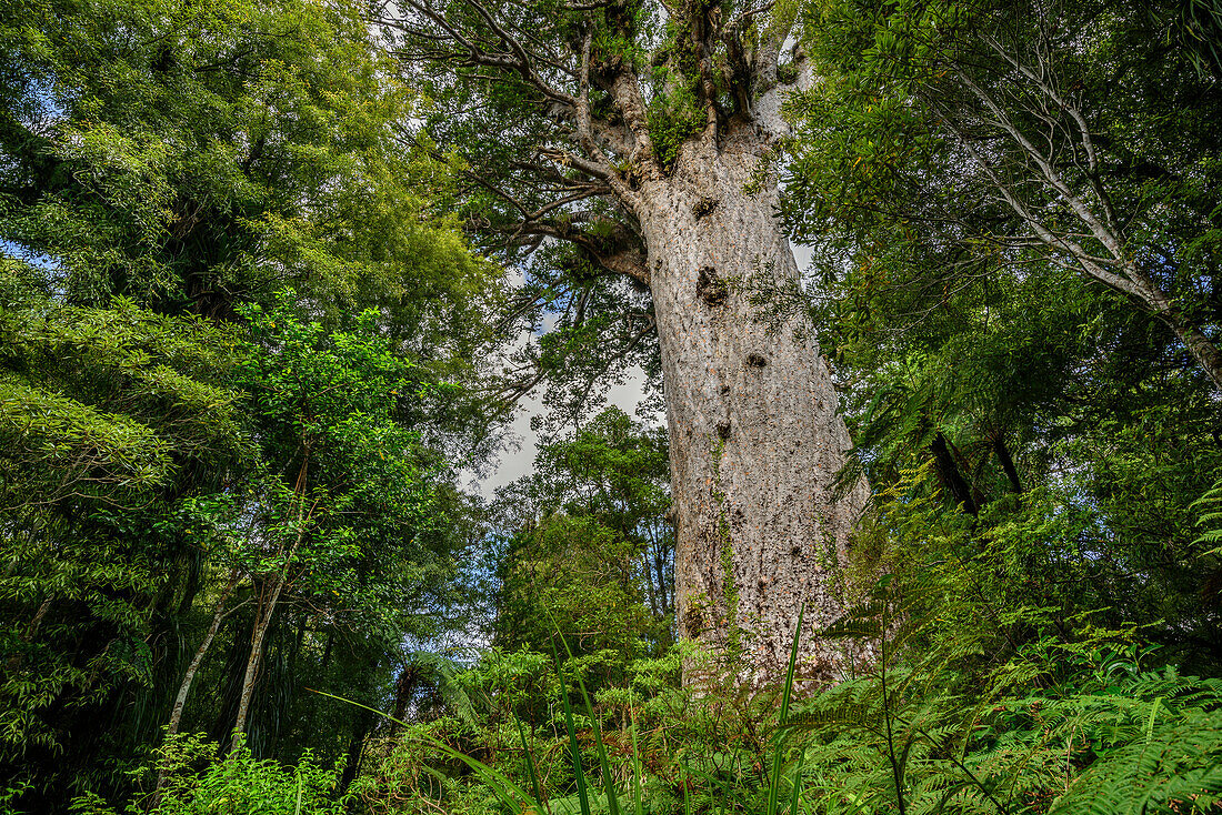 Kauri tree in Kauri Forest, Waipoua Forest, Northland Region, North island, New Zealand