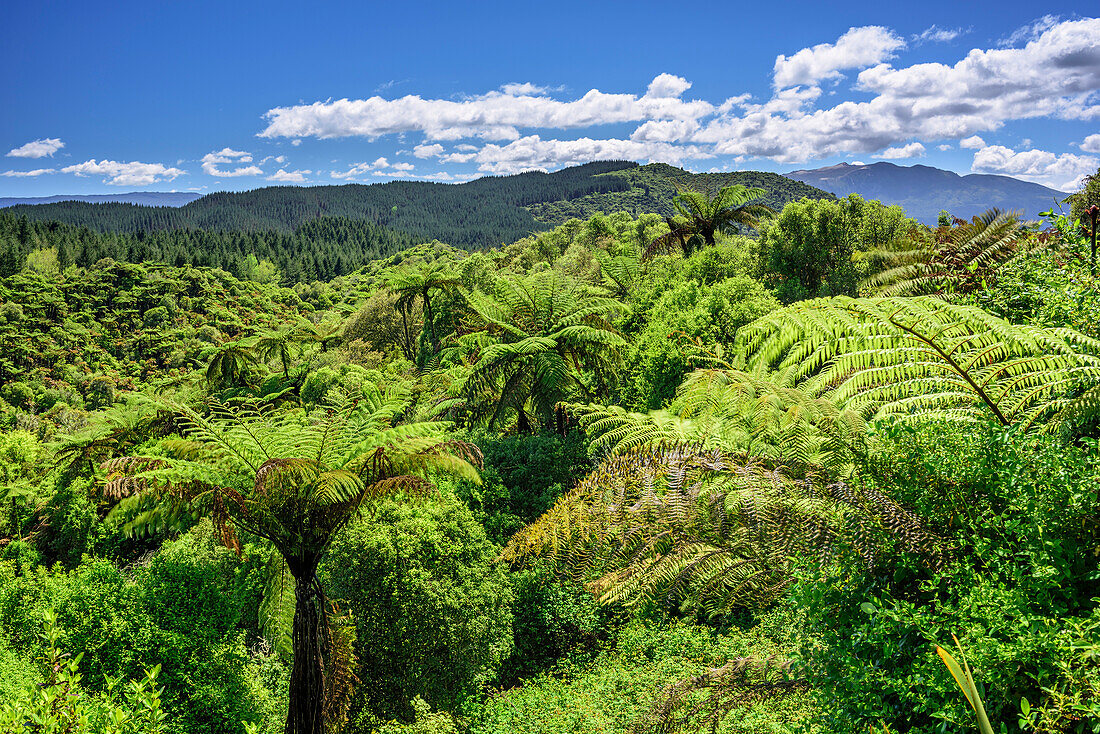 Wald mit Baumfarnen, Waimangu Vulcanic Valley, Rotorua, Bay of Plenty, Nordinsel, Neuseeland