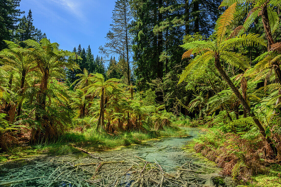 Stream flowing through forest with tree ferns, Redwood Forest, Whakarewarewa Forest, Rotorua, Bay of Plenty, North island, New Zealand