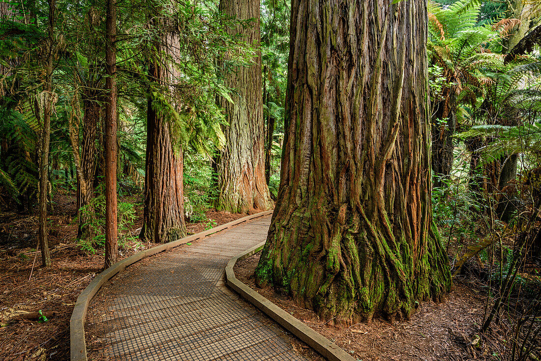 Track leading through forest with redwood trees, Redwood Forest, Whakarewarewa Forest, Rotorua, Bay of Plenty, North island, New Zealand