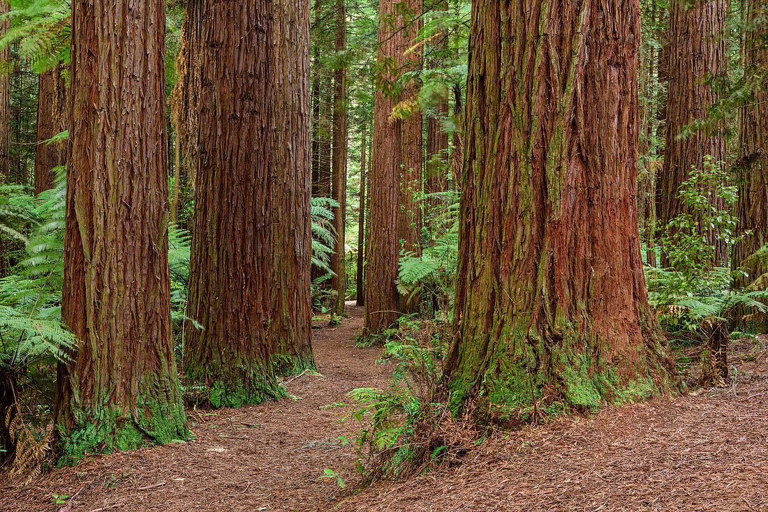 Weg führt durch Wald mit Redwoodbäumen, Redwood Forest, Whakarewarewa Forest, Rotorua, Bay of Plenty, Nordinsel, Neuseeland