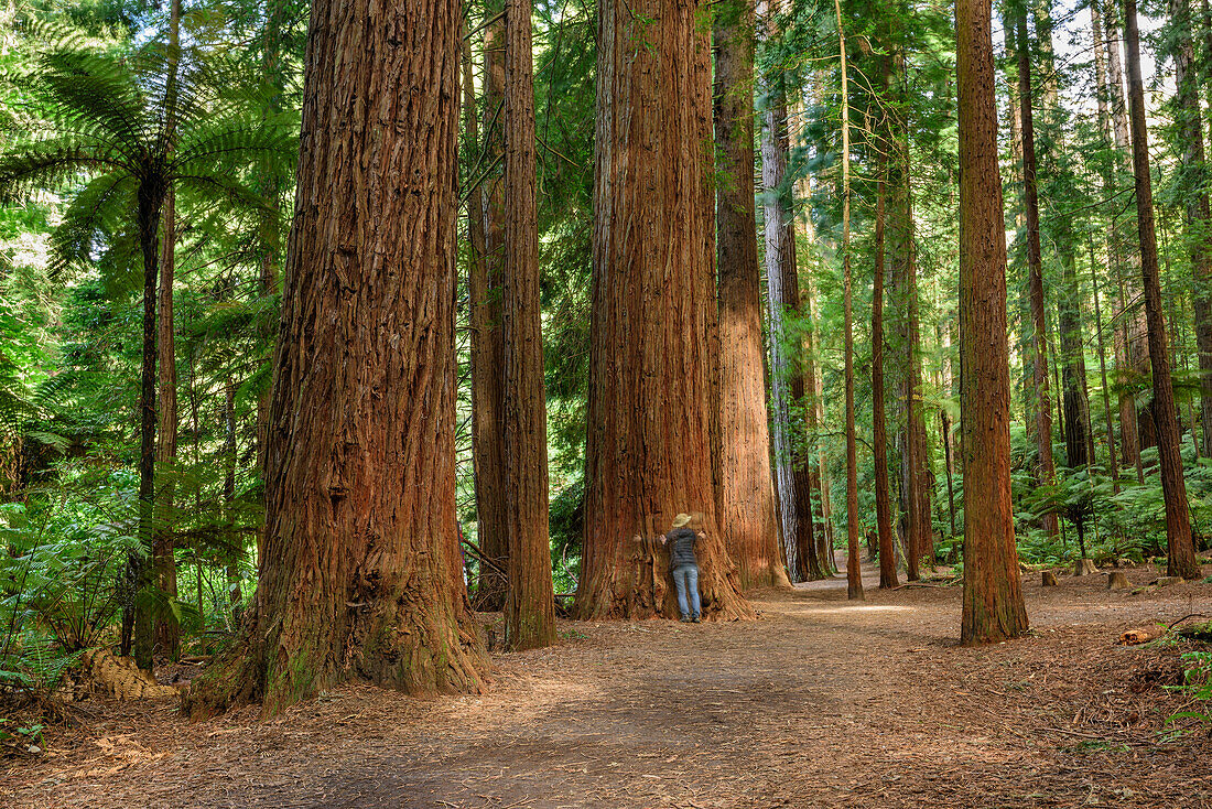 Person versucht großen Redwoodbaum zu umarmen, Redwood Forest, Whakarewarewa Forest, Rotorua, Bay of Plenty, Nordinsel, Neuseeland
