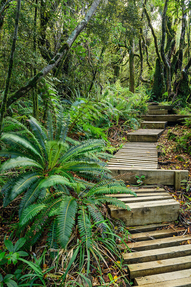 Track with wooden steps leading through forest with fern, Mangorai Track, Pouakai Hut, Mount Egmont, Egmont National Park, Taranaki, North island, New Zealand