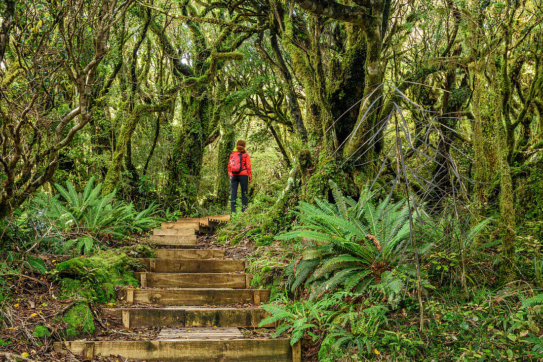 Frau wandert auf Weg mit Treppen durch Wald mit Farnen, Mangorai Track, Aufstieg Pouakai Hut, Mount Egmont, Egmont Nationalpark, Taranaki, Nordinsel, Neuseeland