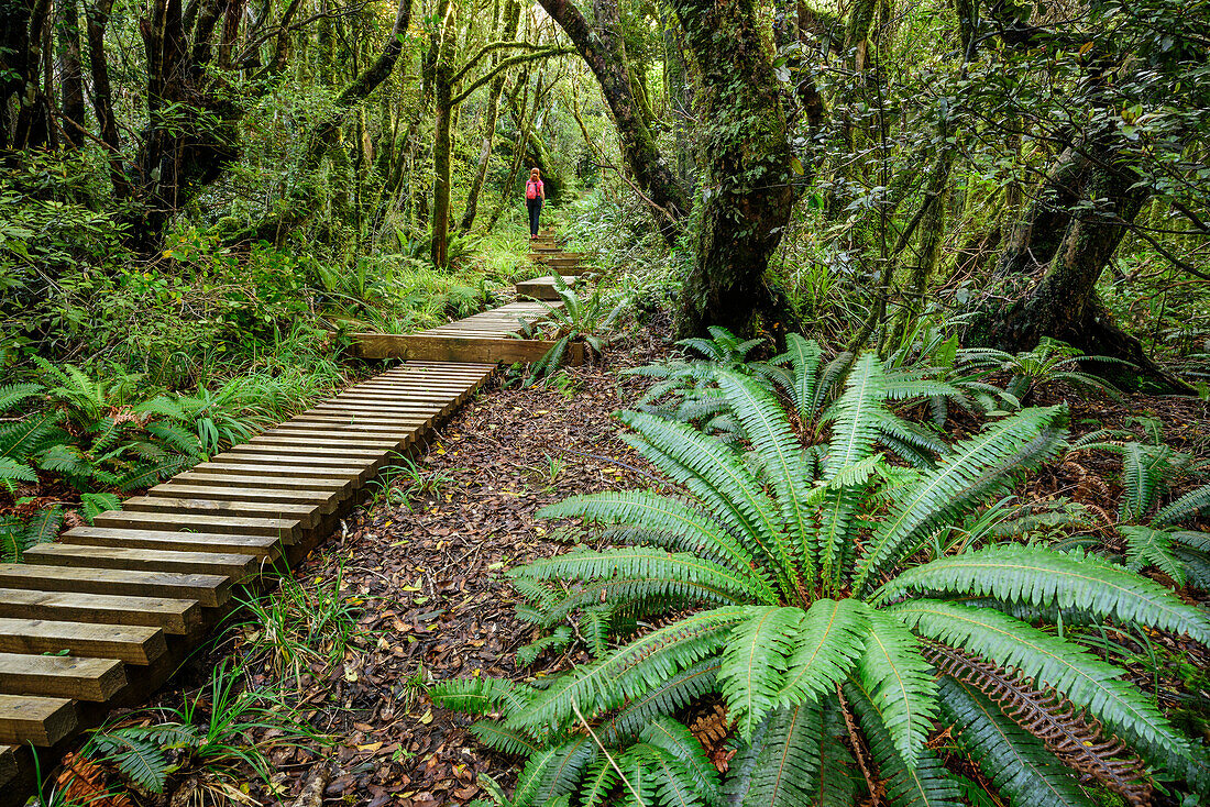 Woman hiking on track with wooden steps leading through forest with fern, Mangorai Track, Pouakai Hut, Mount Egmont, Egmont National Park, Taranaki, North island, New Zealand