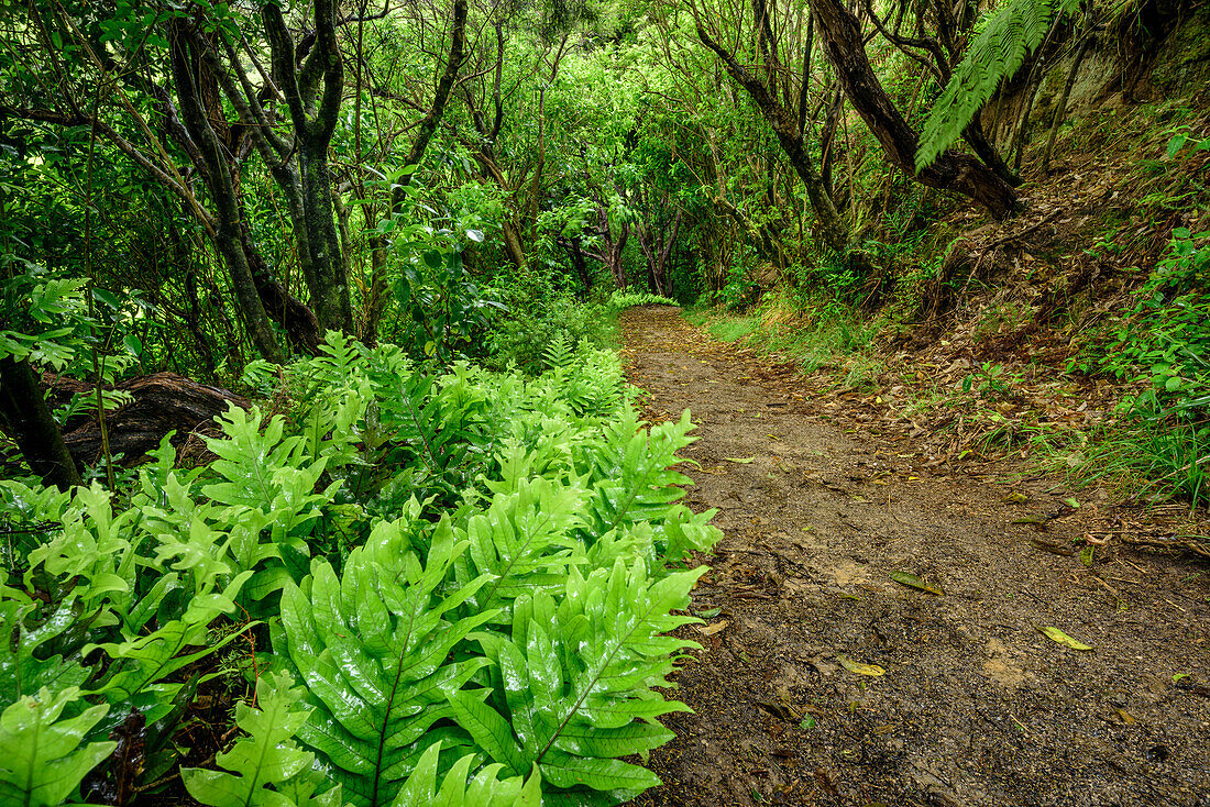 Track leading through rainforest with ferns, Abel Tasman Coastal Track, Great Walks, Abel Tasman National Park, Tasman, South island, New Zealand
