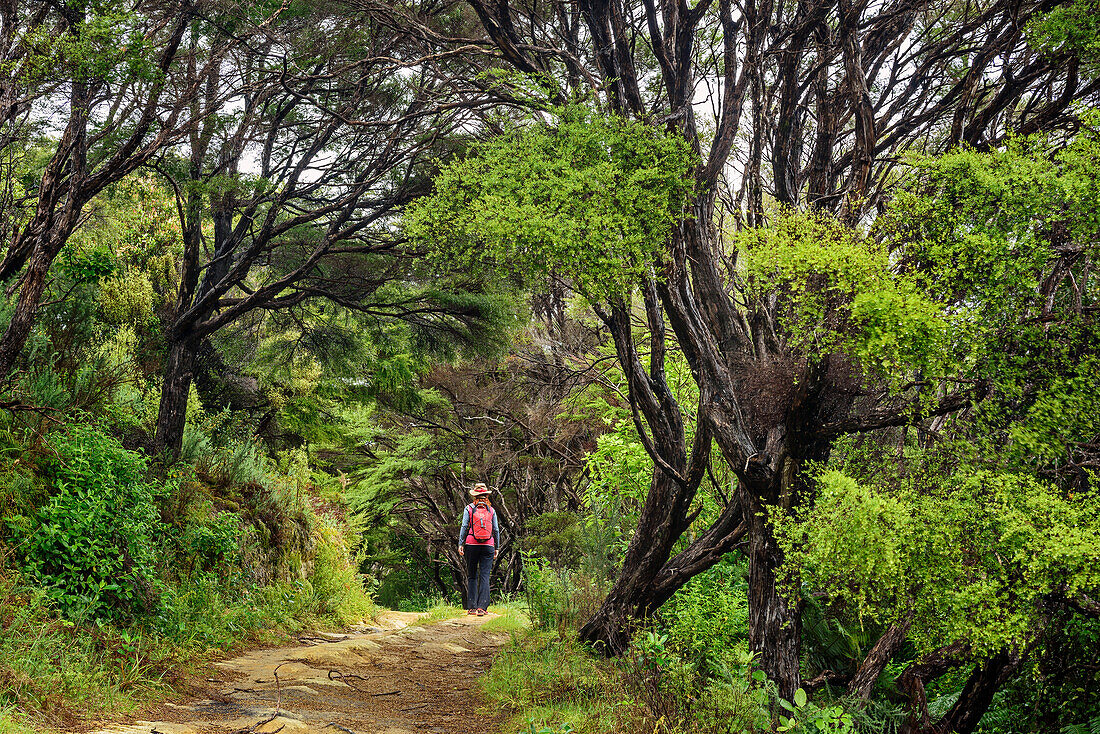 Woman hiking on Abel Tasman Coastal Track through forest, Abel Tasman Coastal Track, Great Walks, Abel Tasman National Park, Tasman, South island, New Zealand