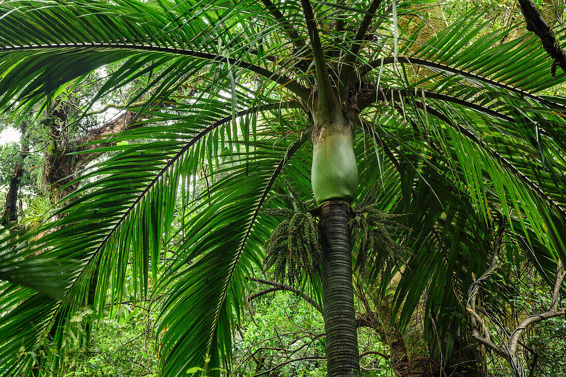 Palm tree, Abel Tasman Coastal Track, Great Walks, Abel Tasman National Park, Tasman, South island, New Zealand