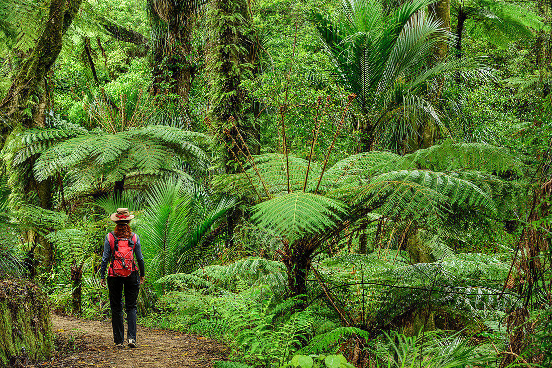 Woman hiking on Abel Tasman Coastal Track through rainforest with fern trees, Abel Tasman Coastal Track, Great Walks, Abel Tasman National Park, Tasman, South island, New Zealand