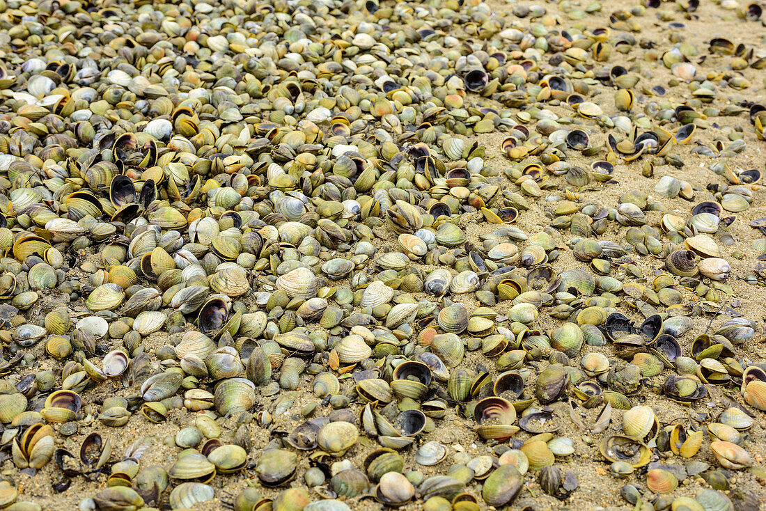 Muschelbank an Meeresarm, Awaroa, Abel Tasman Coastal Track, Great Walks, Abel Tasman Nationalpark, Tasman, Südinsel, Neuseeland